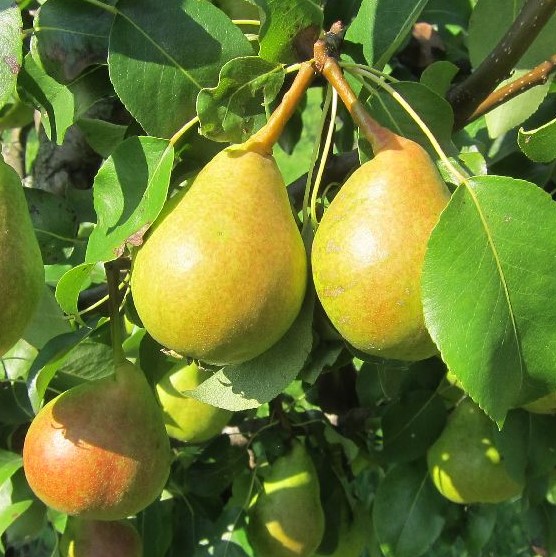 Päärynä Pepi - Päärynäpuut - 1392 - 1