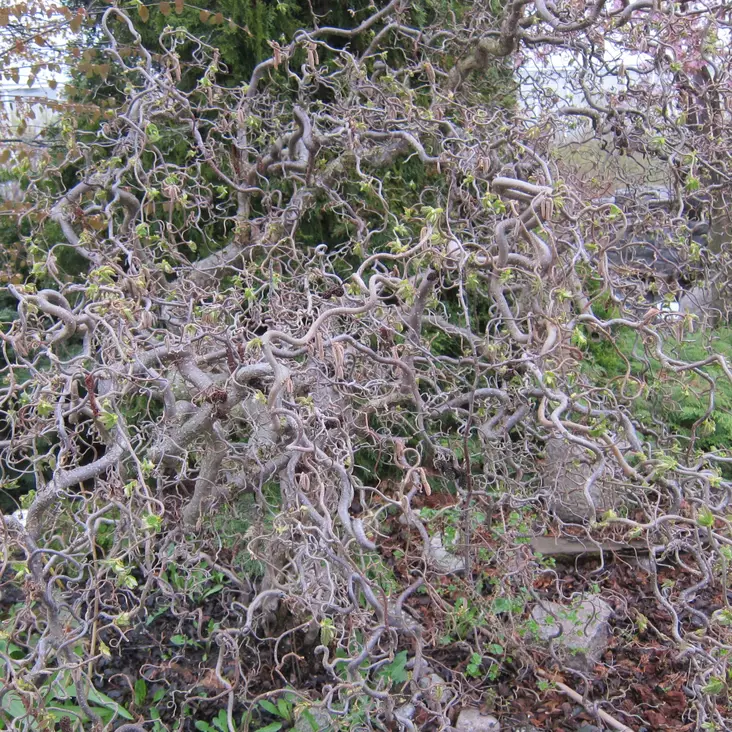 Peikonpähkinä Contorta - Koristepensaat - 4542 - 1