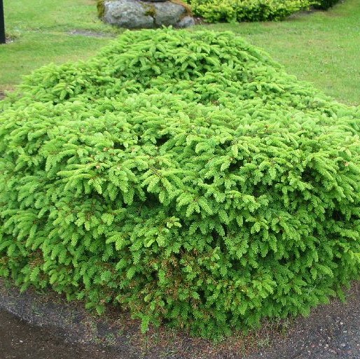 Pesäkuusi Nidiformis C3 25-30 - Havupuut - 61262 - 1