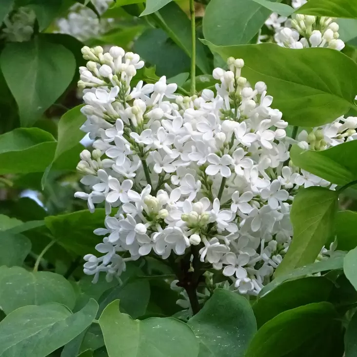 Pihasyreeni Alba - Koristepensaat - 4712 - 1