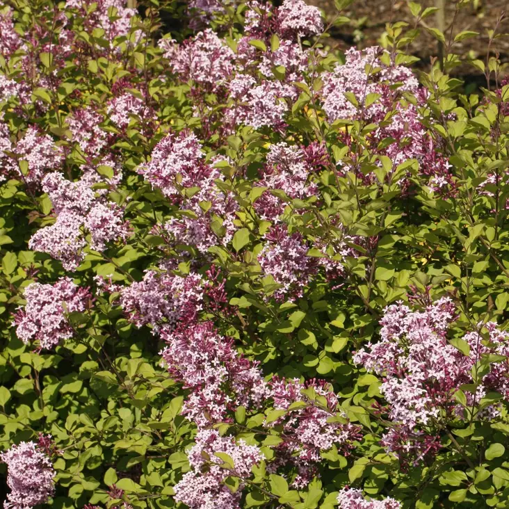 Pikkusyreeni Red Pixie - Koristepensaat - 47302 - 1