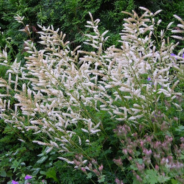 Pikkutöyhtöangervo - Perennat - 7062 - 1