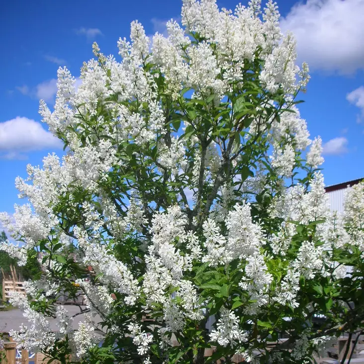 Puistosyreeni Tammelan Kaunotar rungolla - Koristepuut - 4372 - 1