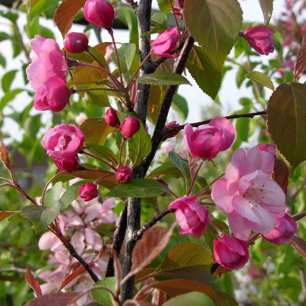 Purppuraomenapuu Aamurusko - Koristepuut - 4342 - 1