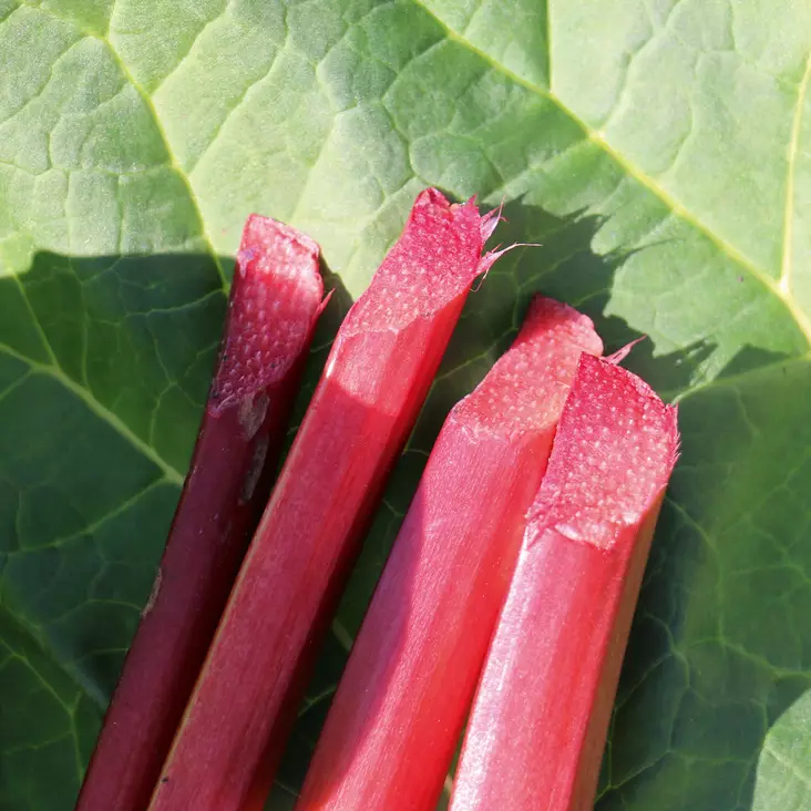 Raparperi Sanvitos Red - Erikoismarjat ja hyötykasvit - 22232 - 1