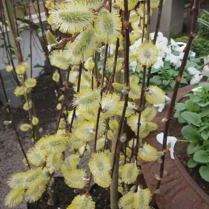 Riipparaita Kilmarnock rungolla - Koristepuut - 41712 - 1