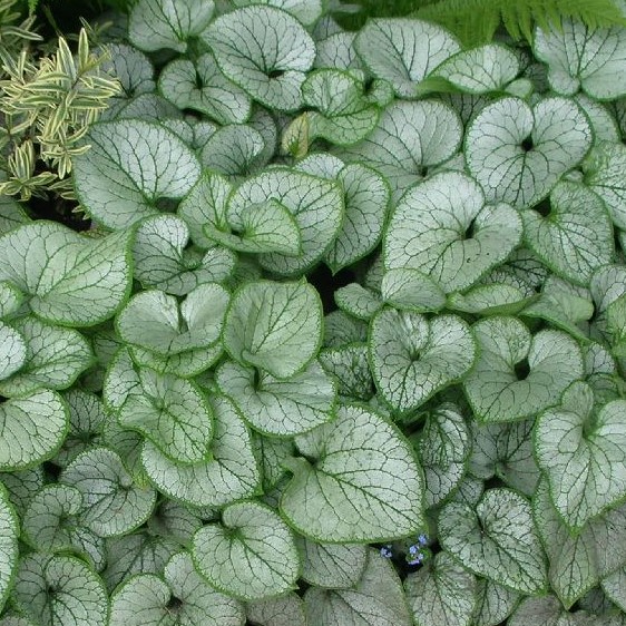 Rotkolemmikki Jack Frost - Perennat - 71072 - 1