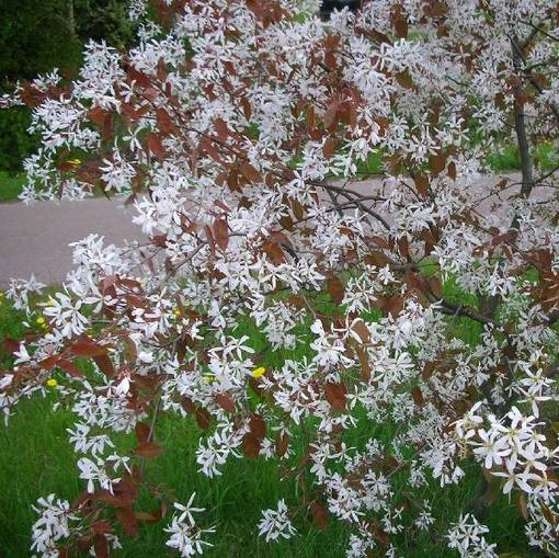 Sirotuomipihlaja rungolla - Koristepuut - 45142 - 1