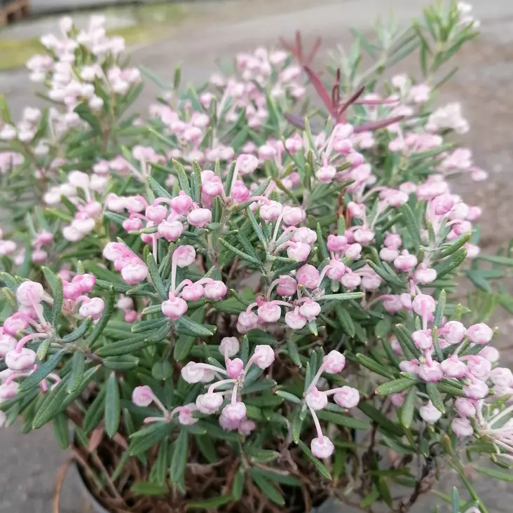 Suokukka Blue Lagoon - Alppiruusut ja atsaleat - 45112 - 1