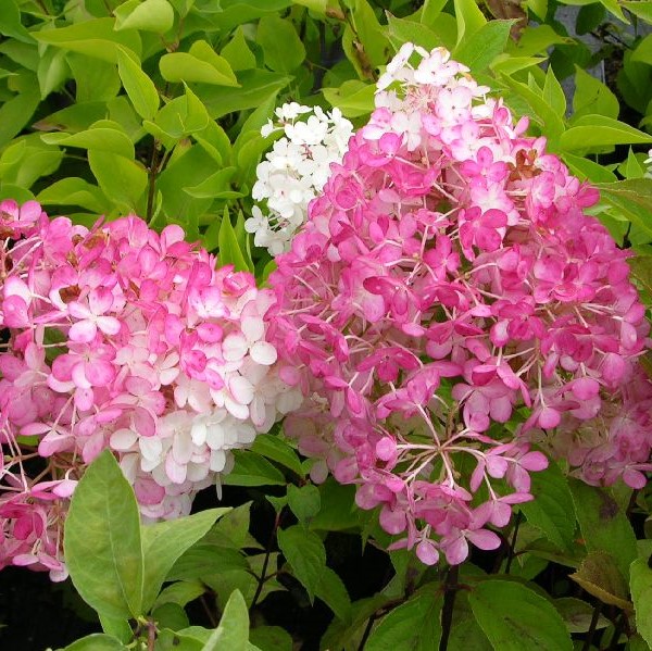Japaninhortensia Pinky Winky - Koristepensaat - 4572 - 1