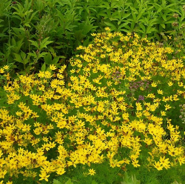 Syyskaunosilmä Grandiflora - Perennat - 7142 - 1