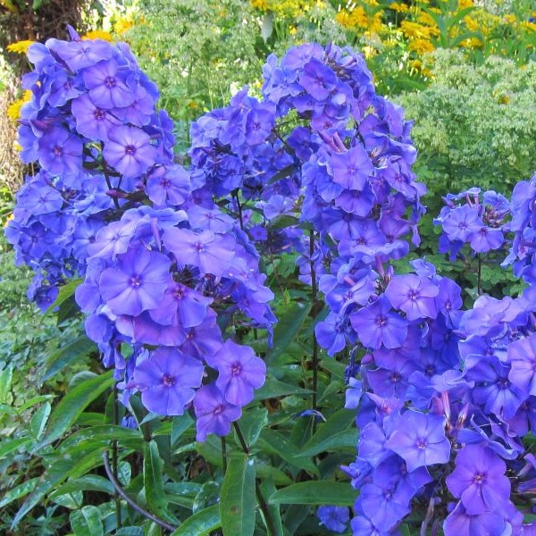 Syysleimu Blue Paradise - Perennat - 74122 - 1