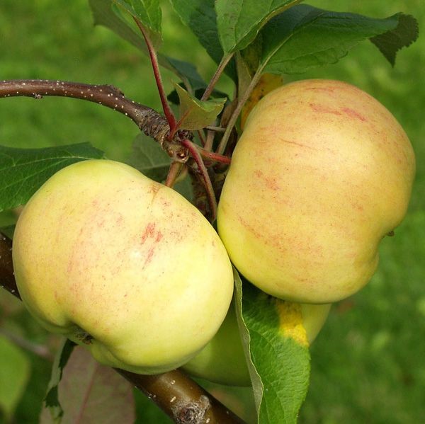 Syysomena Keltakaneli - Omenapuut - 1122 - 1