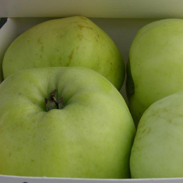 Talviomena Antonovka - Omenapuut - 1202 - 1