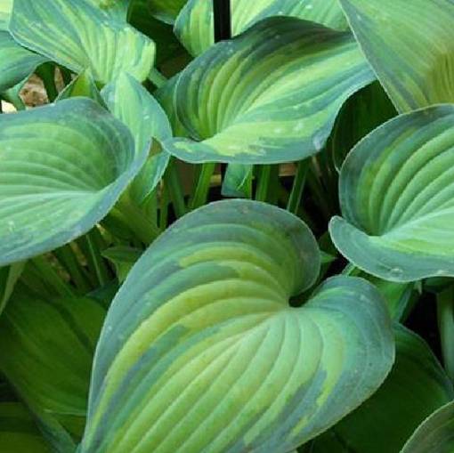 Tarhakuunlilja June - Perennat - 7272 - 1