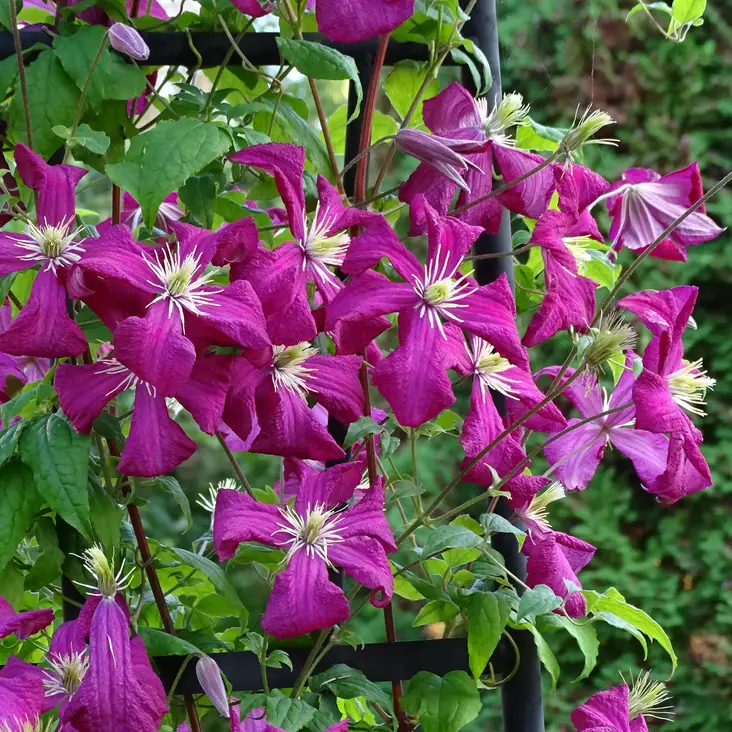 Tarhaviinikärhö Mme Julia Correvon - Köynnöskasvit - 5072 - 1