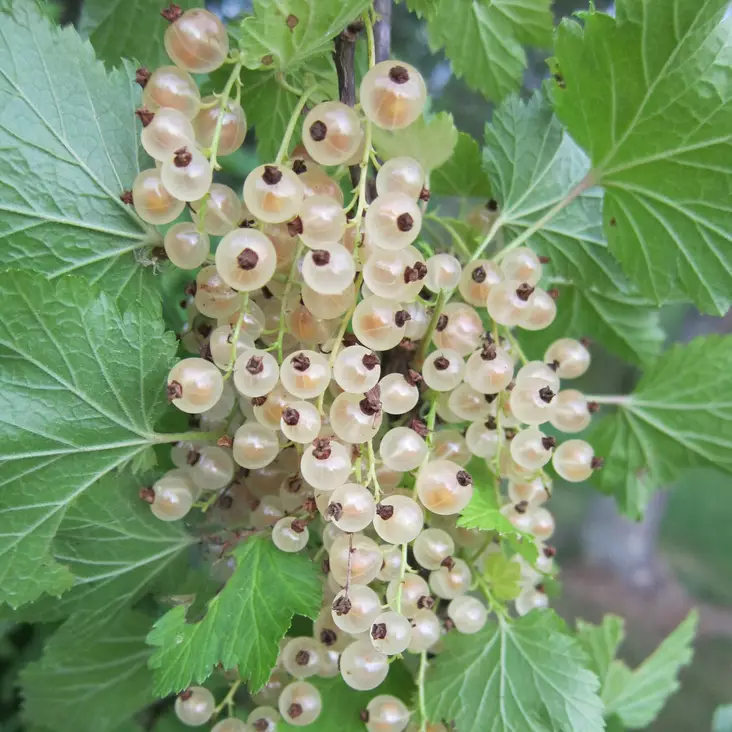Valkoherukka Lepaan Valkea - Herukat ja karviaiset - 20432 - 1