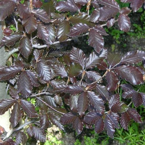 Veripyökki Atropunicea - Koristepuut - 40572 - 1