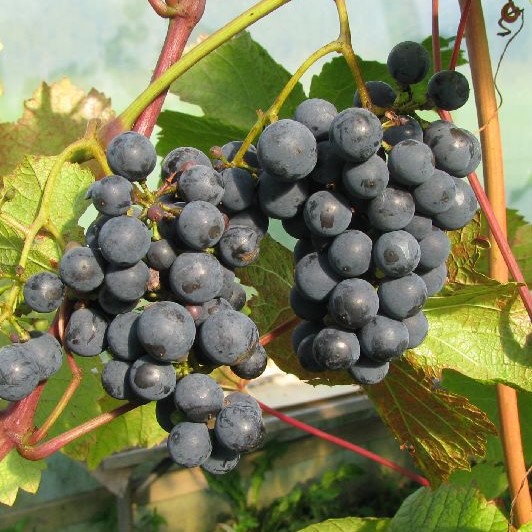 Viiniköynnös Rondo - Viiniköynnökset - 2282 - 1