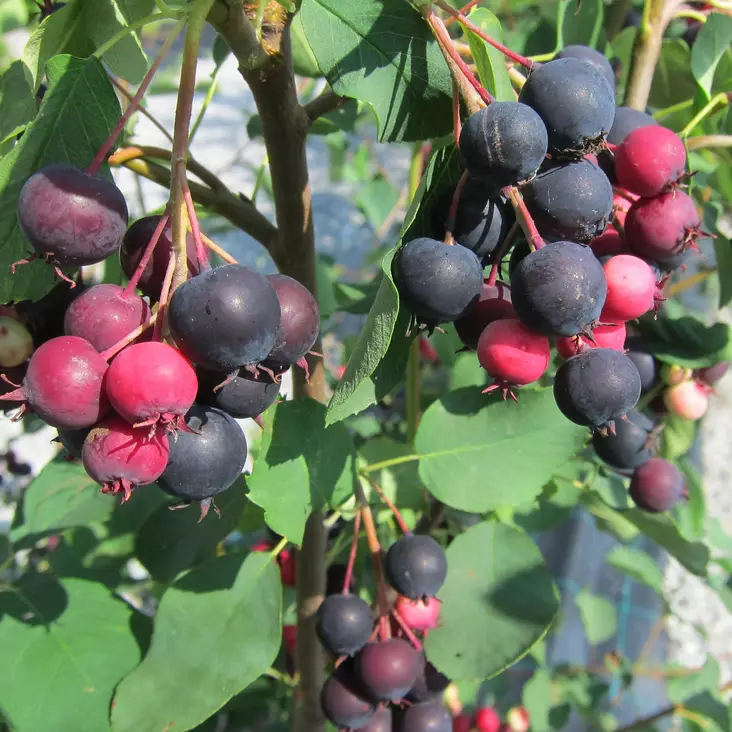 Marjatuomipihlaja Smokey (Saskatoon) - - 14422 - 1