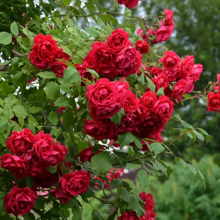 Köynnösruusu Paul's Scarlet Climber - Köynnösruusut - 31172 - 1