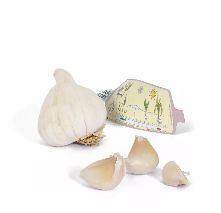 Valkosipuli Precosem 1 kpl/pkt - Ruokasipulit - 7312600043572 - 1