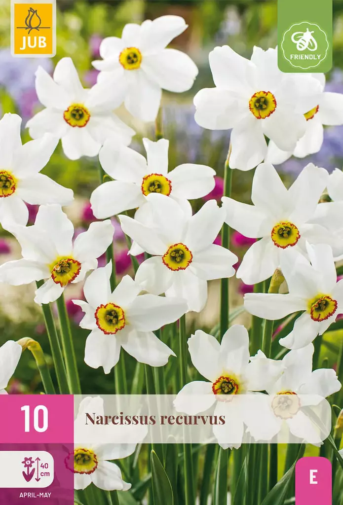 Narsissi Recurvus -  - 8712438541902 - 1
