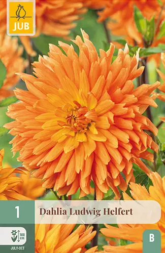 Daalia Ludwig Helfert 1 kpl/pkt - Daaliat - 8712438611902 - 1