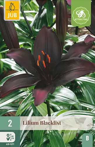 Lilja Blacklist 2 kpl/pkt - Liljat - 8712438973192 - 1
