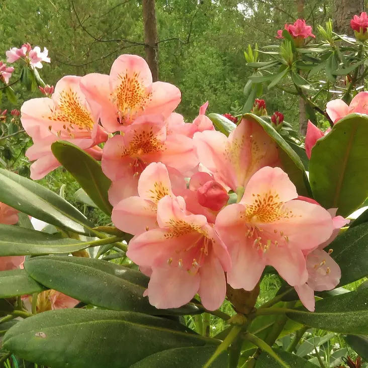 Alppiruusu Merja - Alppiruusut ja atsaleat - 35392 - 1