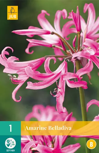 Amarine Belladiva 1 kpl/pkt - Muut kukkasipulit - 8712438622052 - 0