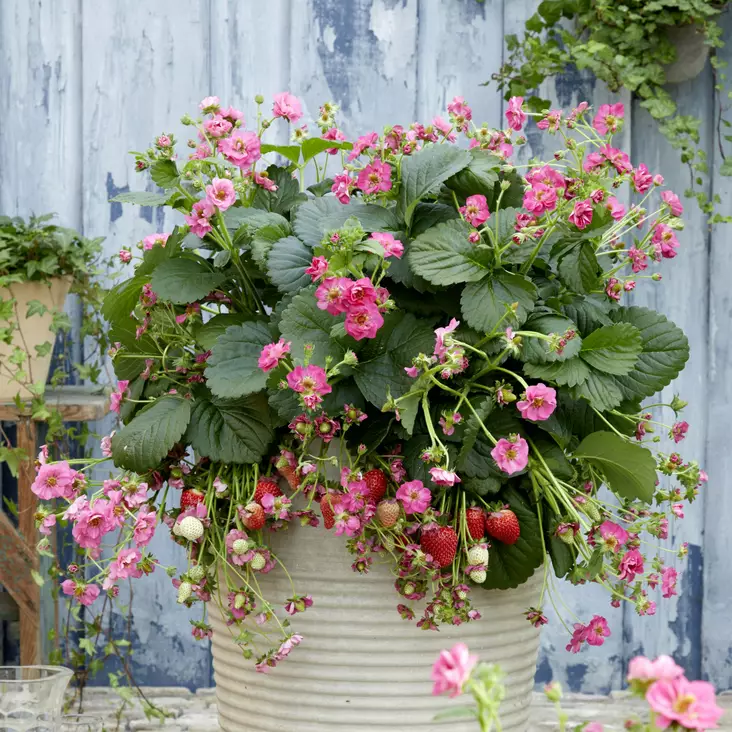 Amppelimansikka Summer Breeze Cherry - Mansikat - 21402 - 1