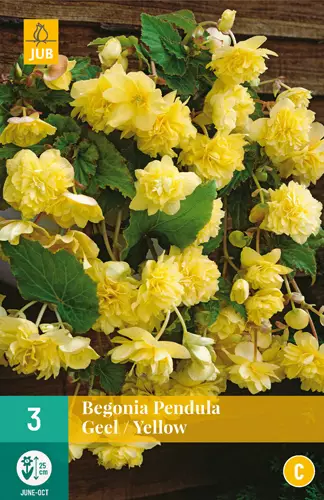 Begonia Pendula Yellow 3 kpl/pkt - Muut kukkasipulit - 8712438620362 - 0