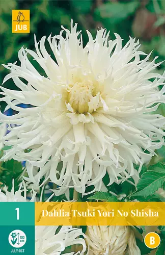 Daalia Tsuki Yori No Shisha 1 kpl/pkt - Daaliat - 8712438612572 - 0