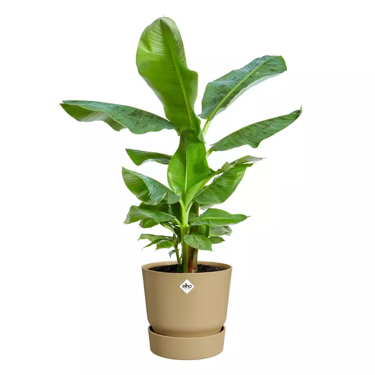 Elho Ruukku Greenville 18 cm - Istutusruukut - 8711904537852 - 1