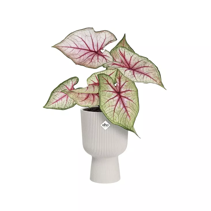 Elho Suojaruukku Vibes Fold ø14 cm - Suojaruukut ja -korit - 8711904480882 - 2