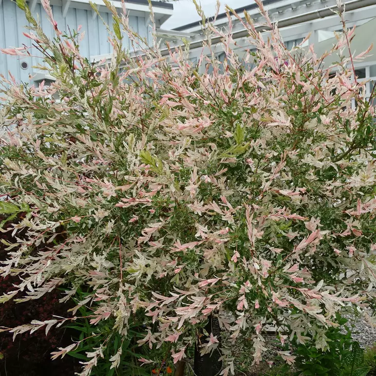 Hakuropaju Hakuro Nishiki rungolla - Koristepuut - 41722 - 1