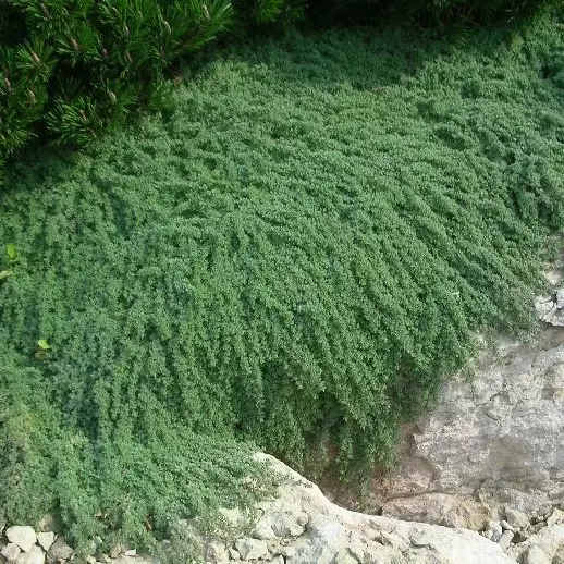Harmaa-ajuruoho - Perennat - 75532 - 1