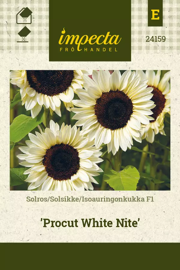 Isoauringonkukka F1 Procut White Nite - Kukkien ja koristeheinien siemenet - 7332756241592 - 0