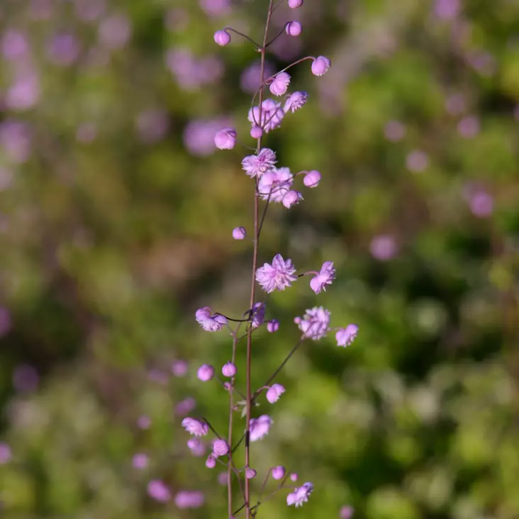Jaloängelmä Hewitt's Double - Perennat - 75742 - 1