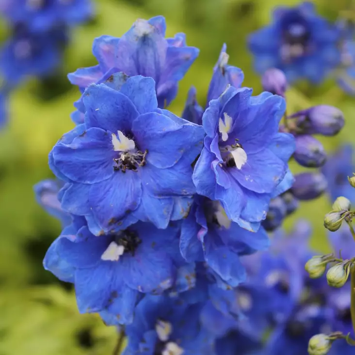 Jaloritarinkannus Blue Bird - Perennat - 71532 - 1