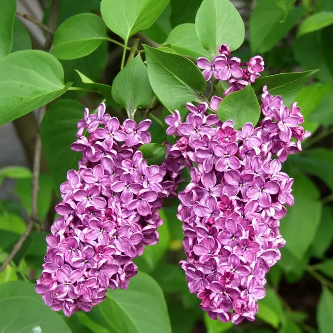 Jalosyreeni Andenken an Ludwig Späth - Koristepensaat - 4702 - 1