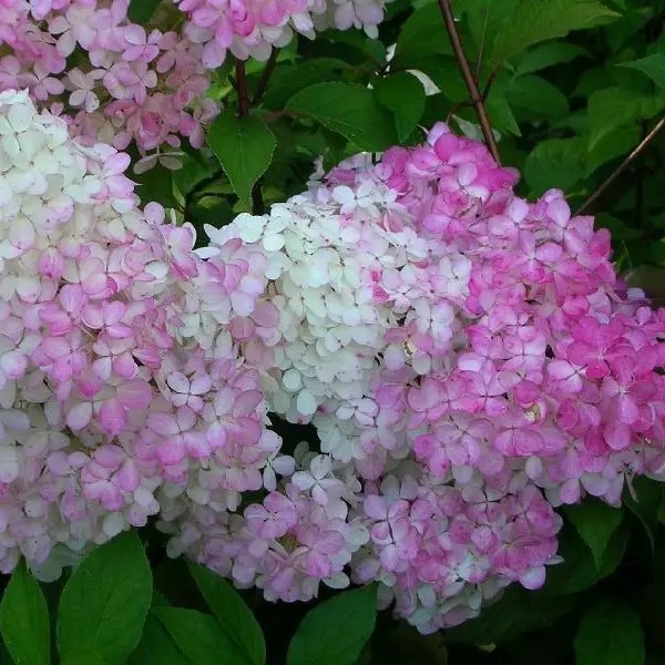 Japaninhortensia Vanilla Fraise maxi - Koristepensaat - 45722 - 1