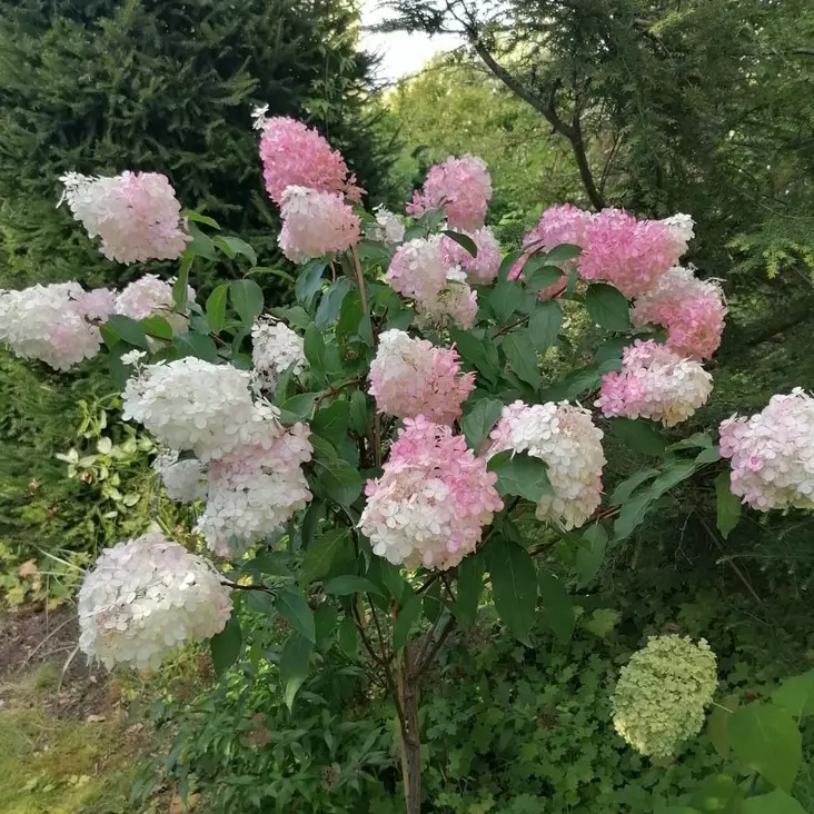 Japaninhortensia Vanilla Fraise rungolla - Koristepuut - 45742 - 1