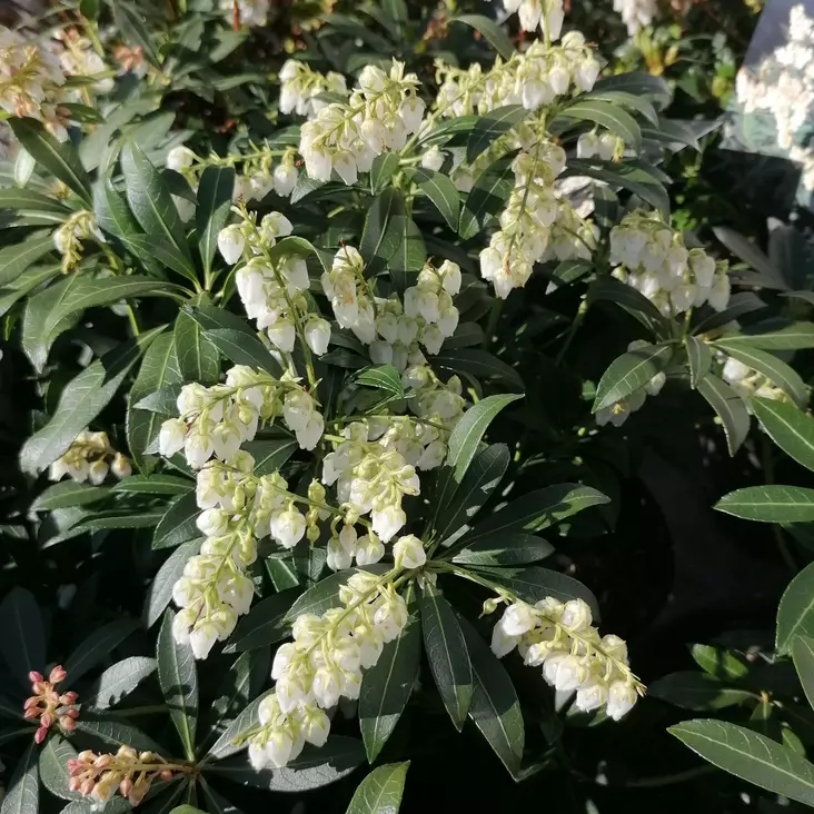 Japaninkellovaivero Debutante - Alppiruusut ja atsaleat - 46332 - 1