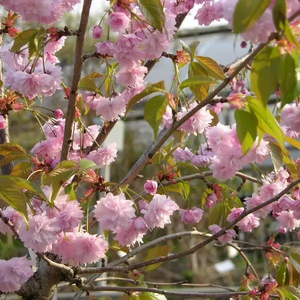 Japaninkirsikka Kiku-Shidare riippa - Koristepuut - 4362 - 1