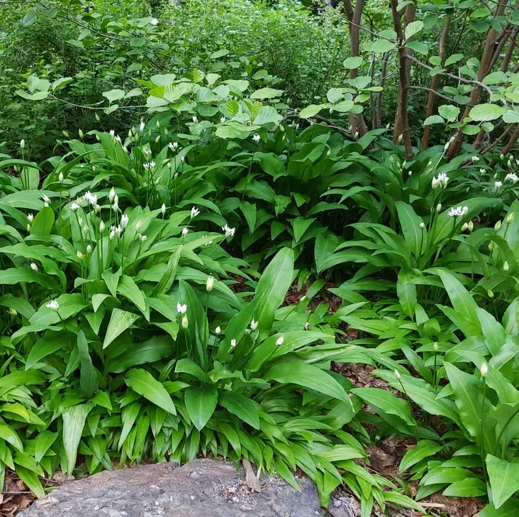 Karhunlaukka - Kesä- ja kausikukat - 129052 - 1