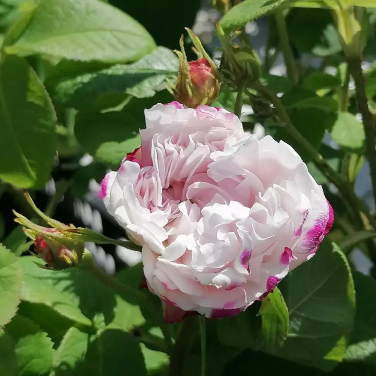 Kesädamaskonruusu Leda - Puistoruusut - 2422 - 1