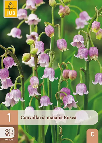 Kielo Rosea 1 kpl/pkt -  - 8712438634382 - 1