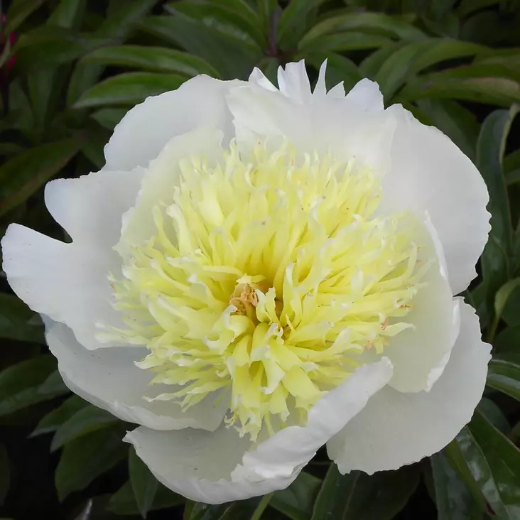 Kiinanpioni Primevere - Perennat - 73952 - 1